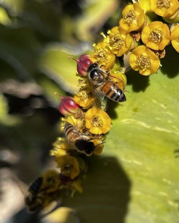 Operation Pollination Project: Lake Forest Park
